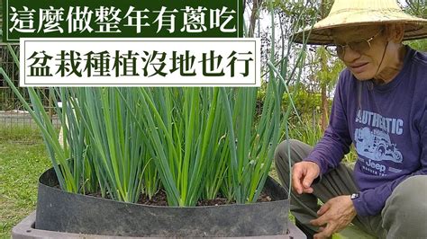 在家種植物|全民瘋種菜！新手種菜 DIY — 種蔥、種豆芽⋯⋯選對植物室內、。